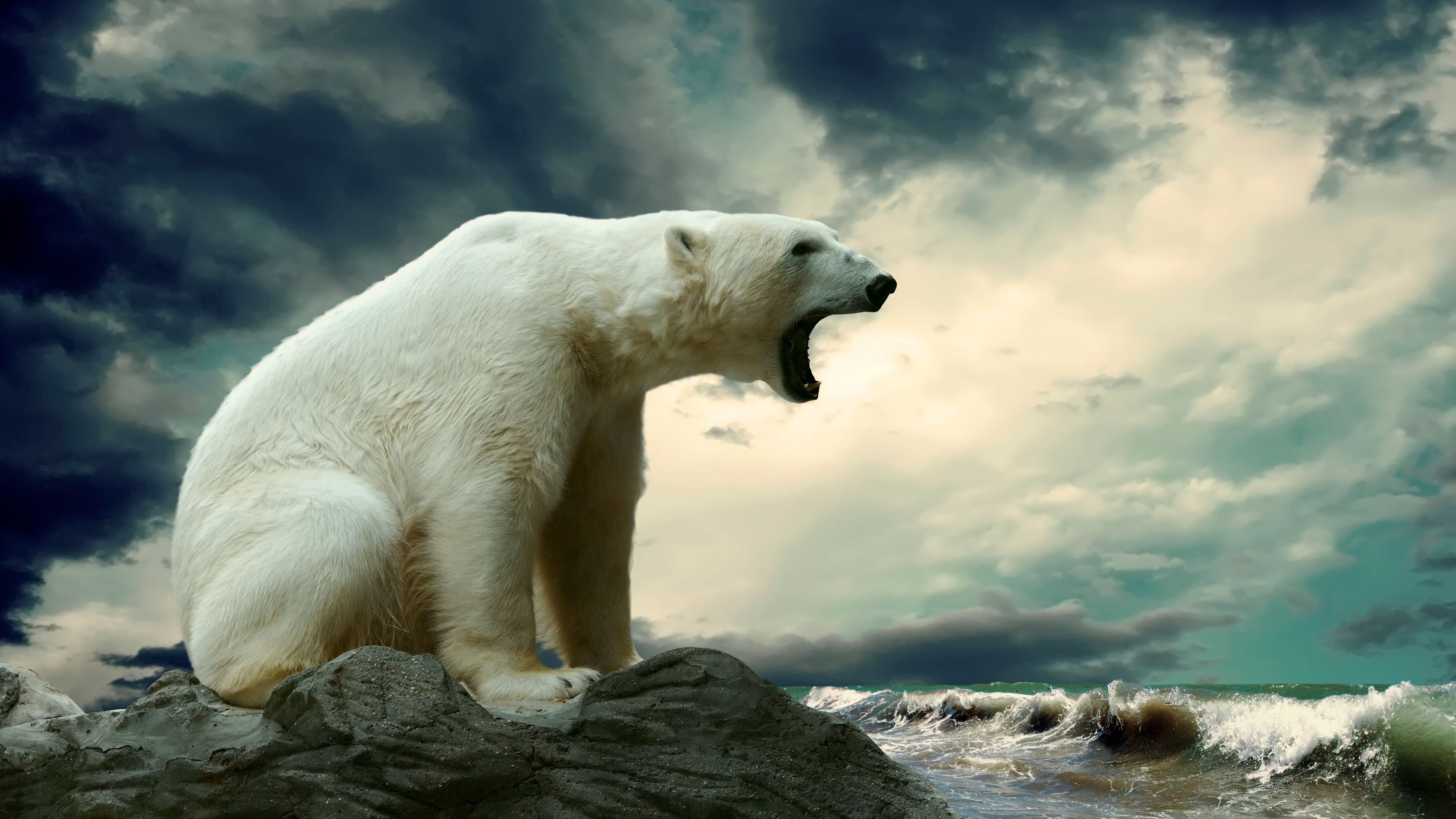 冰天雪地里的北极熊冰雪融化无家可归