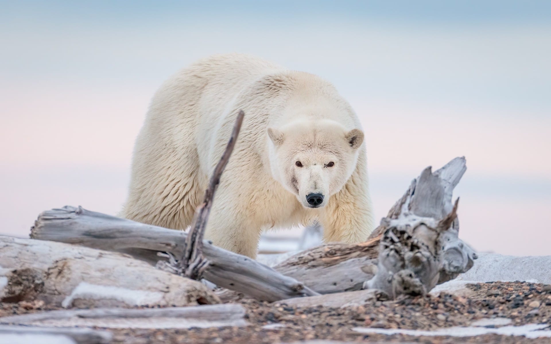 冰天雪地里的北极熊冰雪融化无家可归