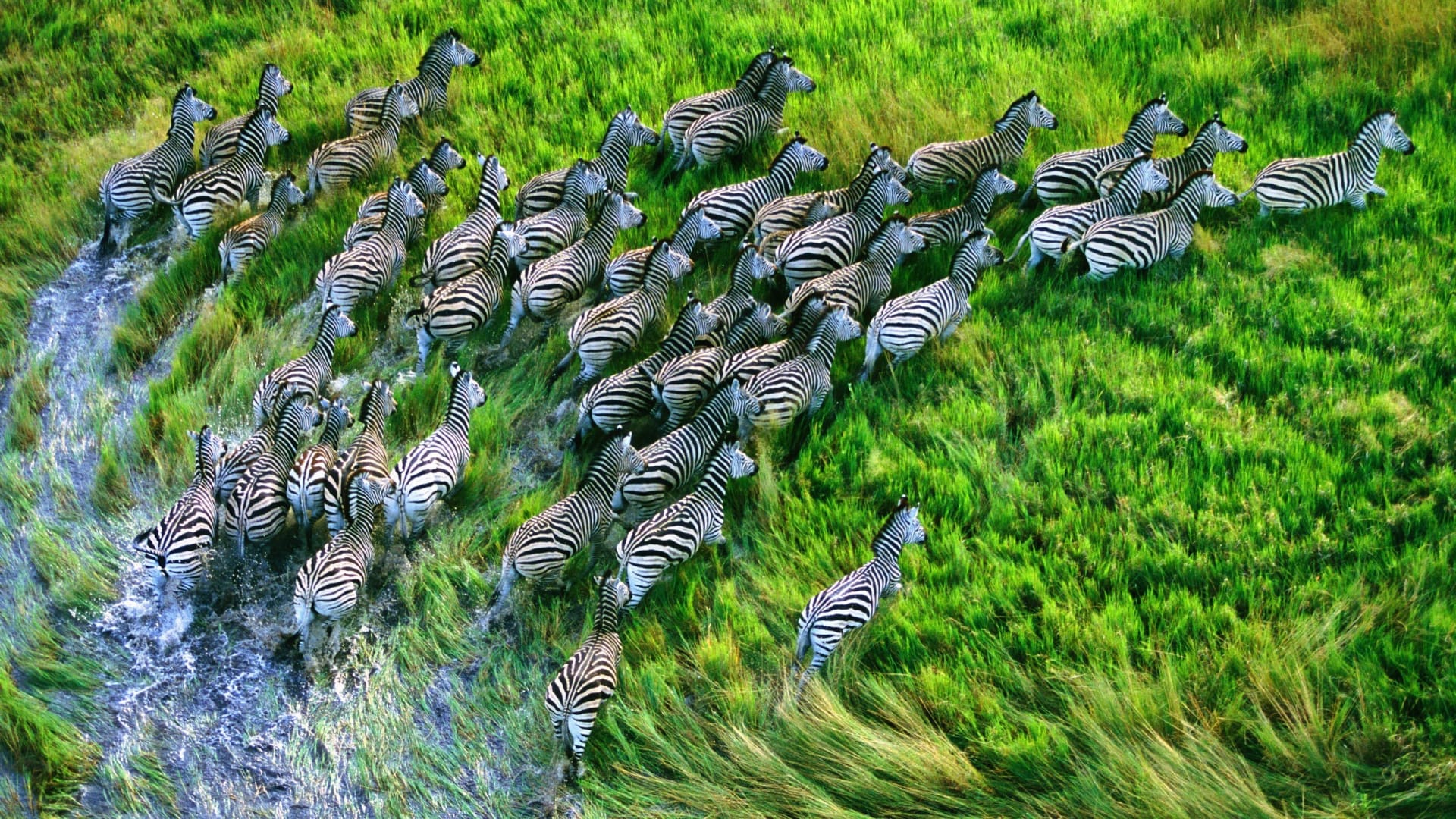 草原上的斑马成群结队自由游荡高清壁纸素材