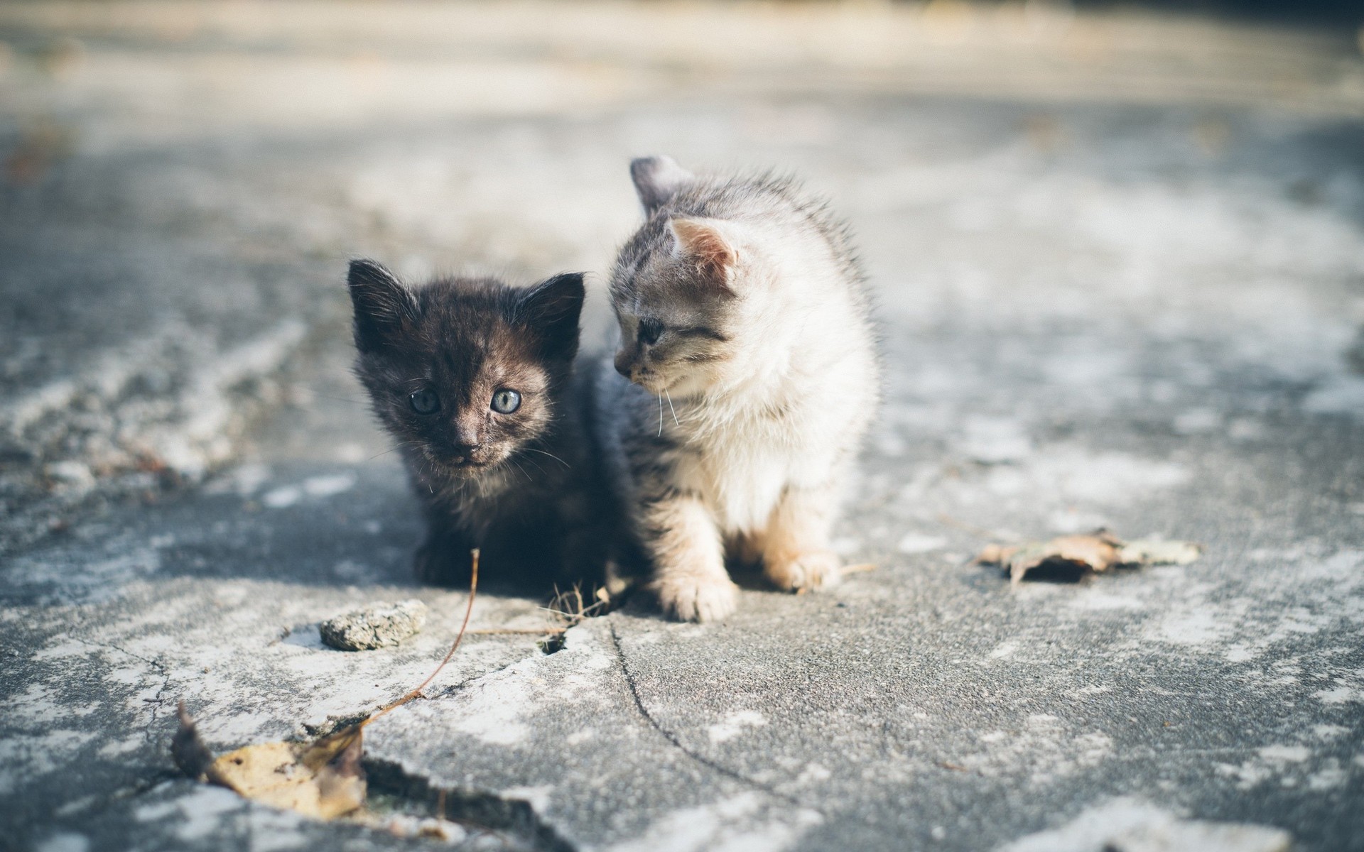 两只小猫咪顾影相伴懒洋洋模样图片