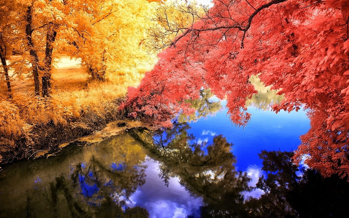 五彩缤纷的秋天秋叶唯美意境图片壁纸