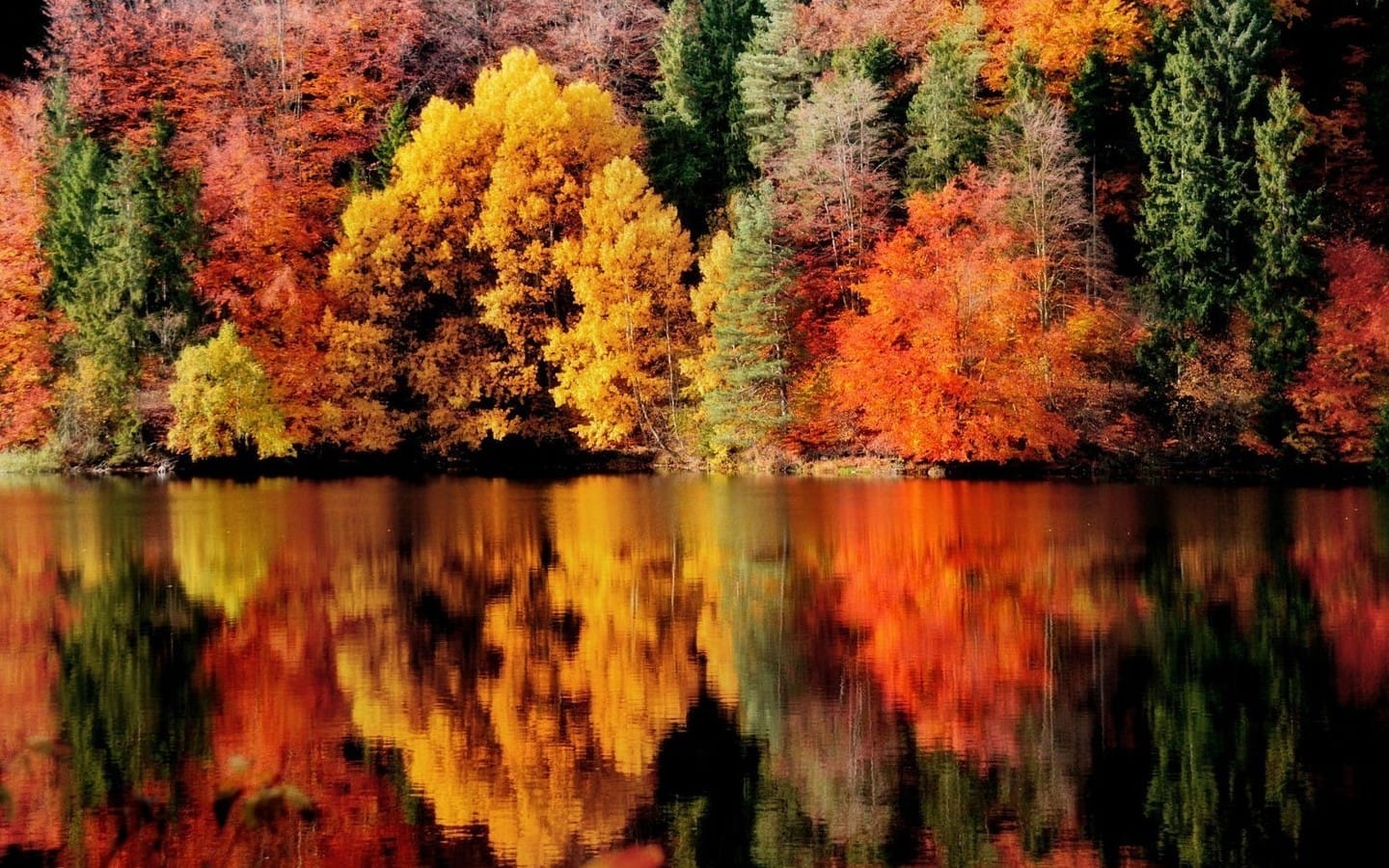 五彩缤纷的秋天秋叶唯美意境图片壁纸