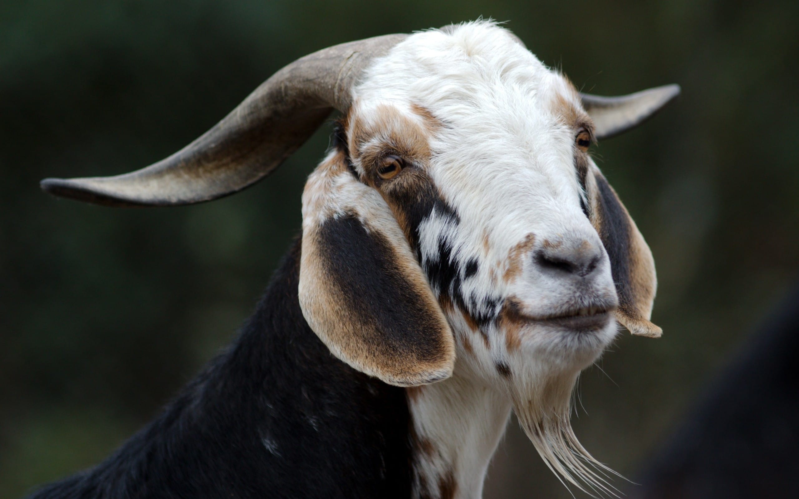 温驯可爱的小羊羔户外吃草系列高清摄影壁纸
