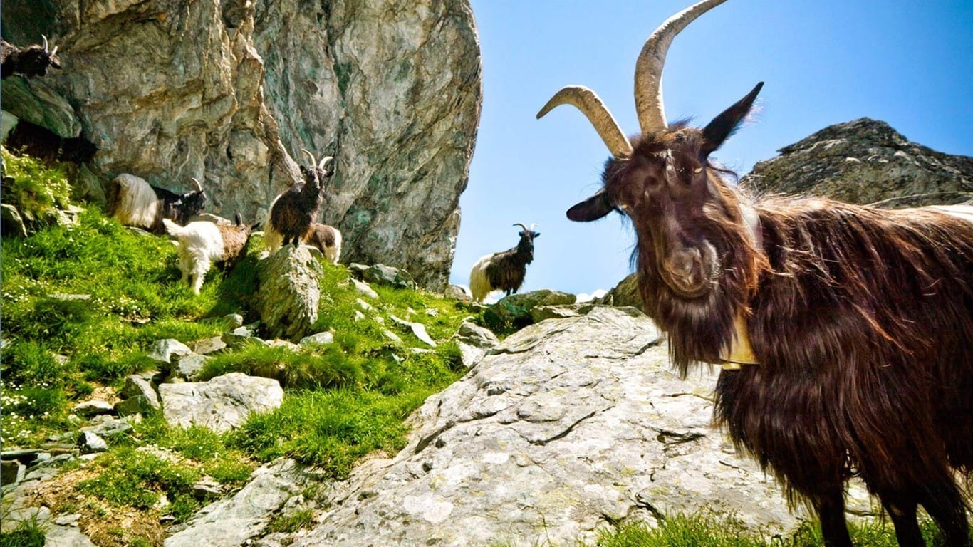 温驯可爱的小羊羔户外吃草系列高清摄影壁纸