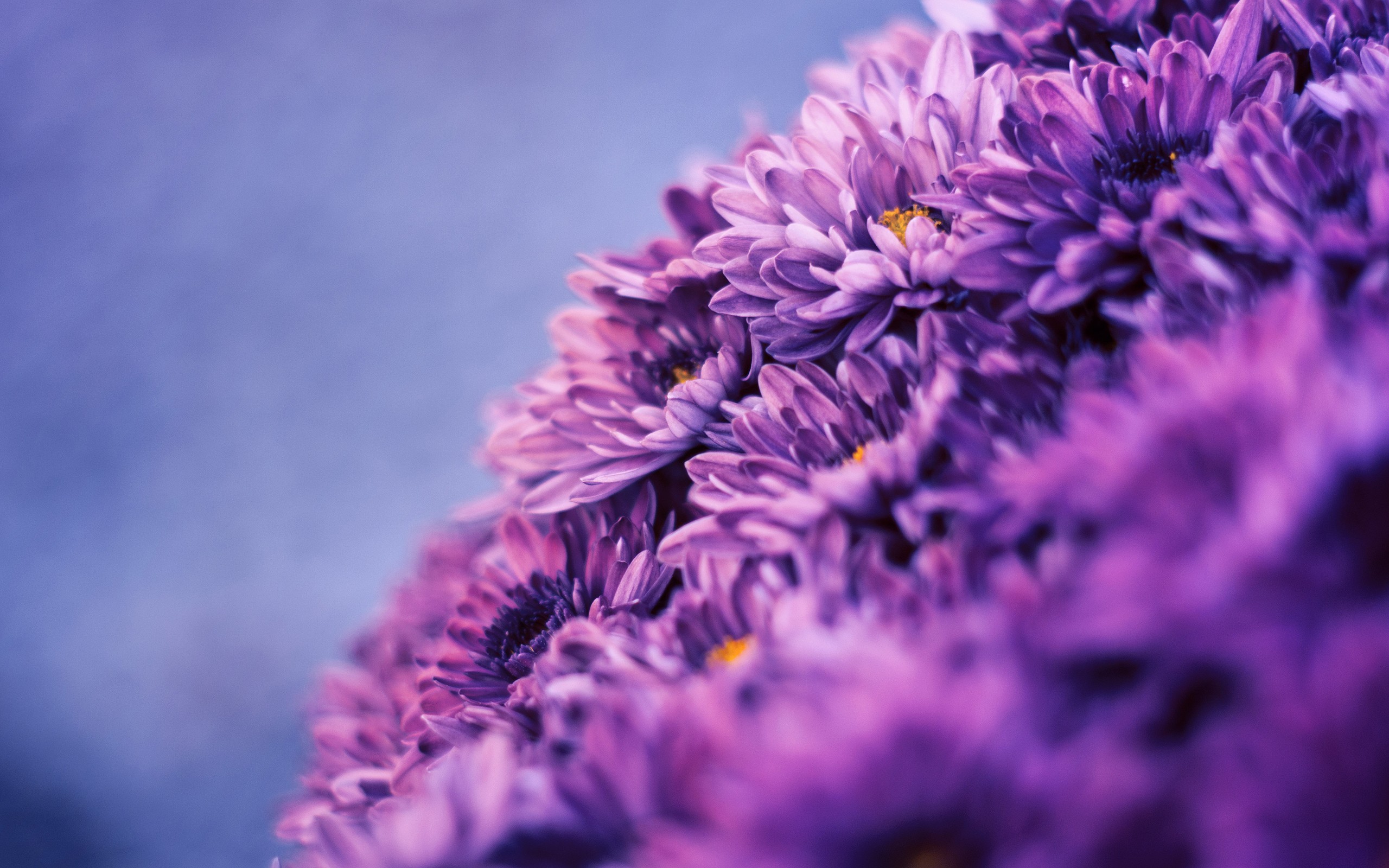 万紫千红冰雪交替花草植物唯美意境图片壁纸