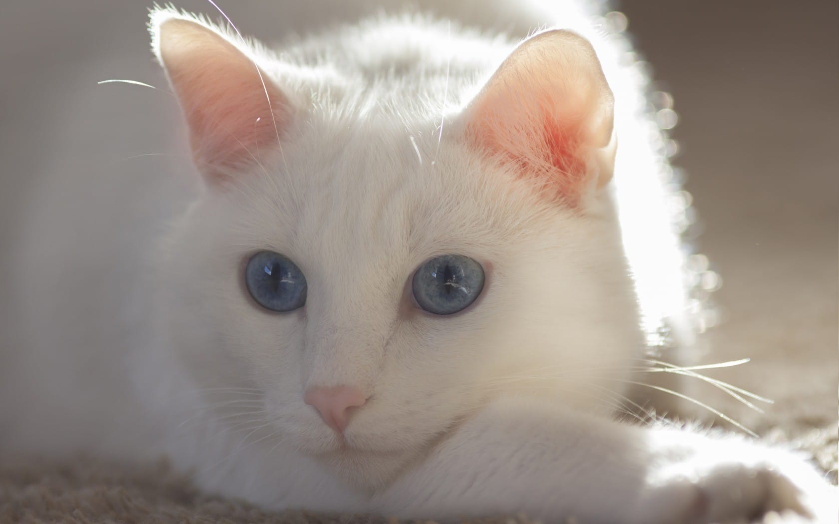 可爱的白色猫咪高清壁纸图片