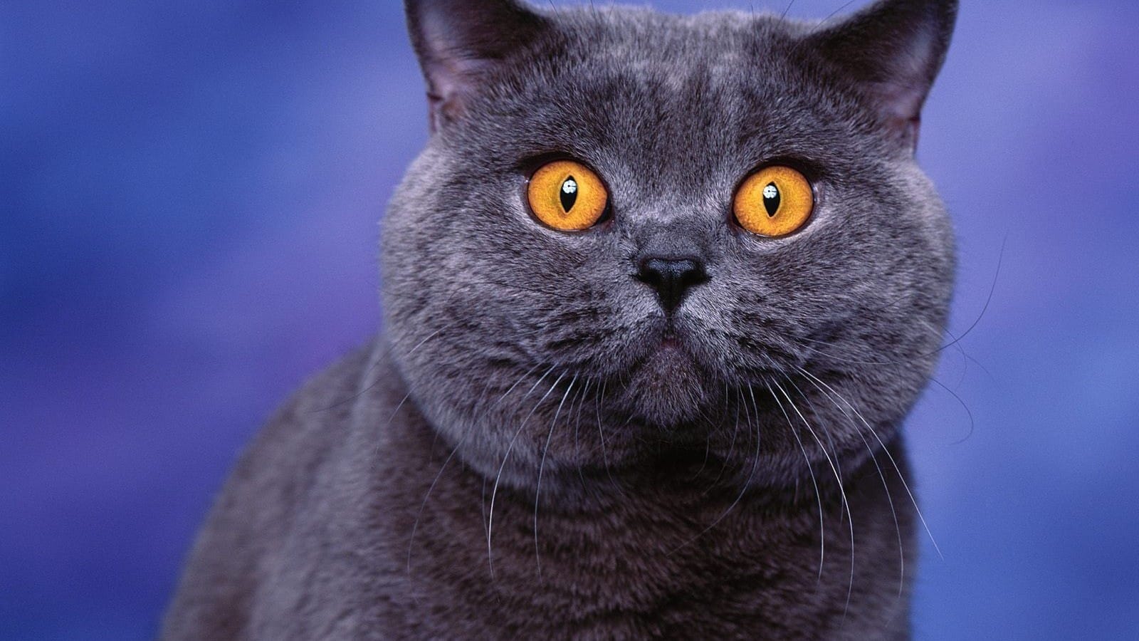 可爱的灰色猫咪图片桌面壁纸