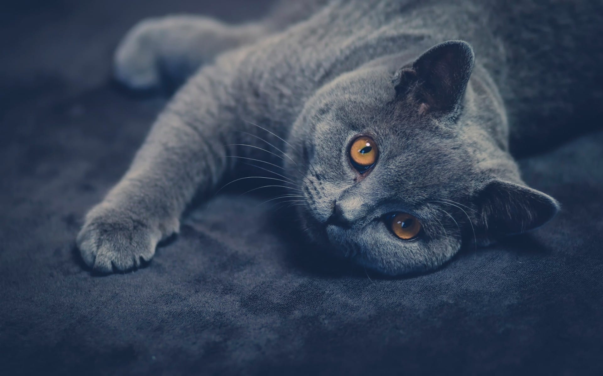 可爱的灰色猫咪图片桌面壁纸