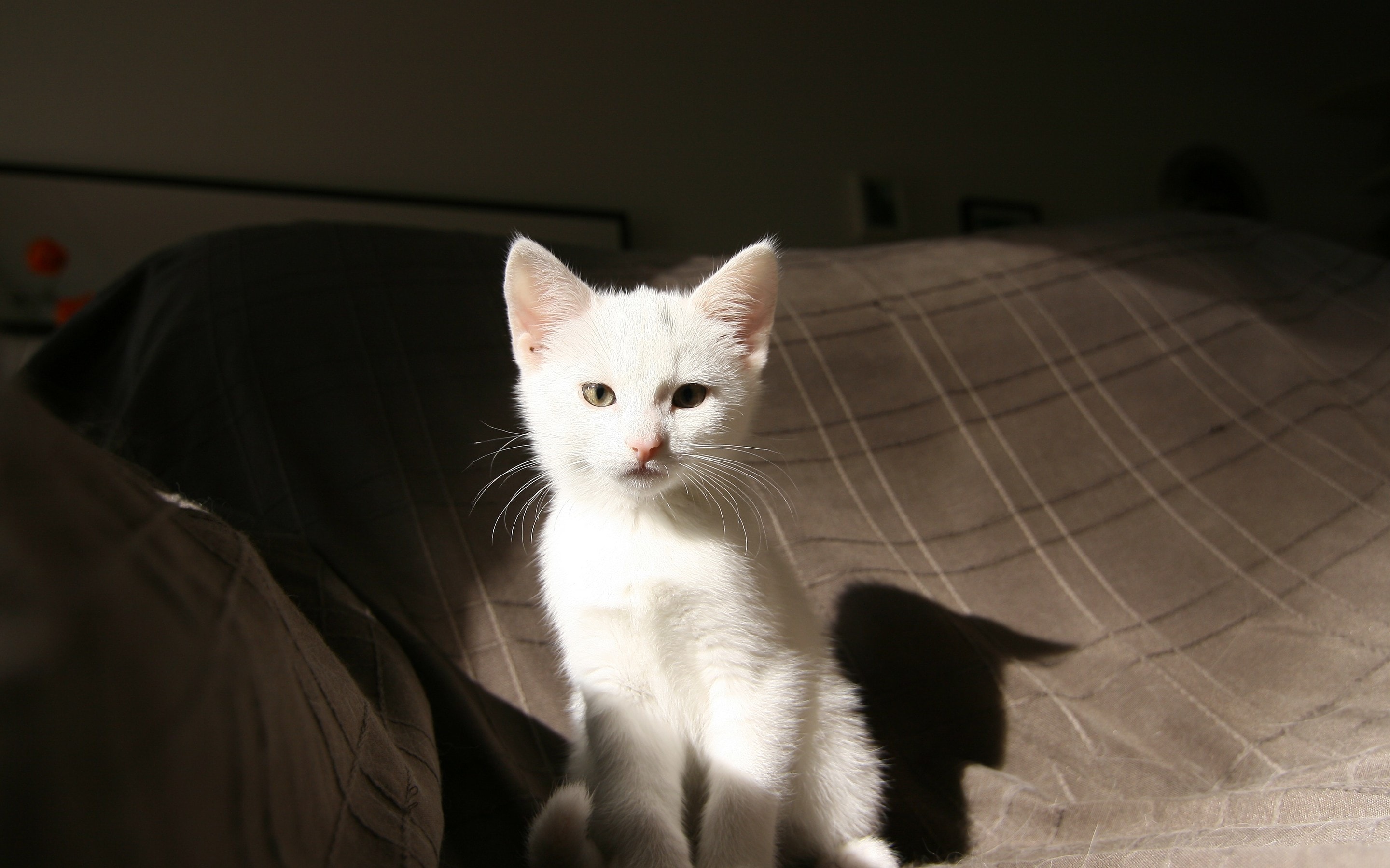 家有小可爱系列之可爱的白色猫咪图片壁纸