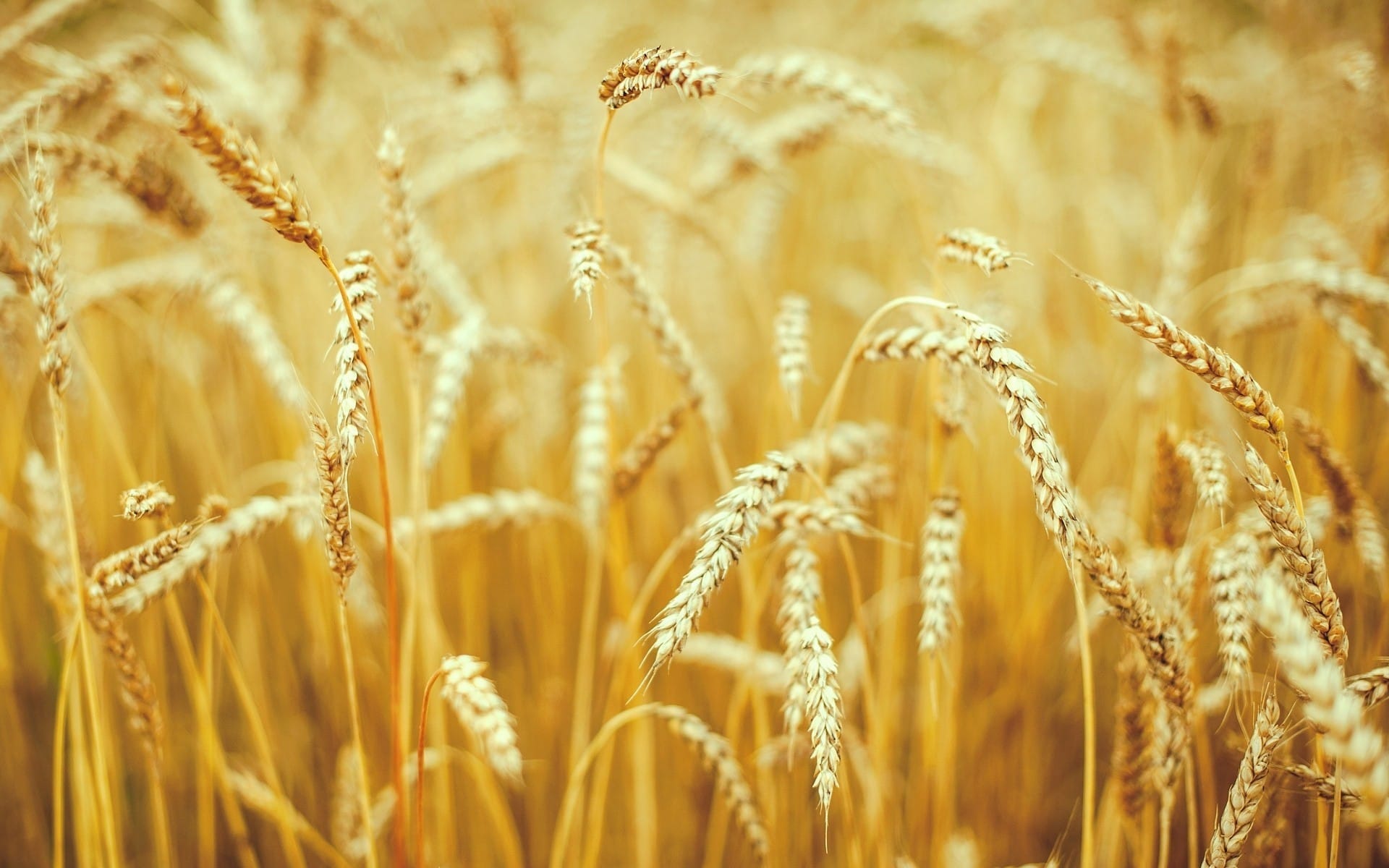 金黄色田野收麦子唯美背景图片壁纸