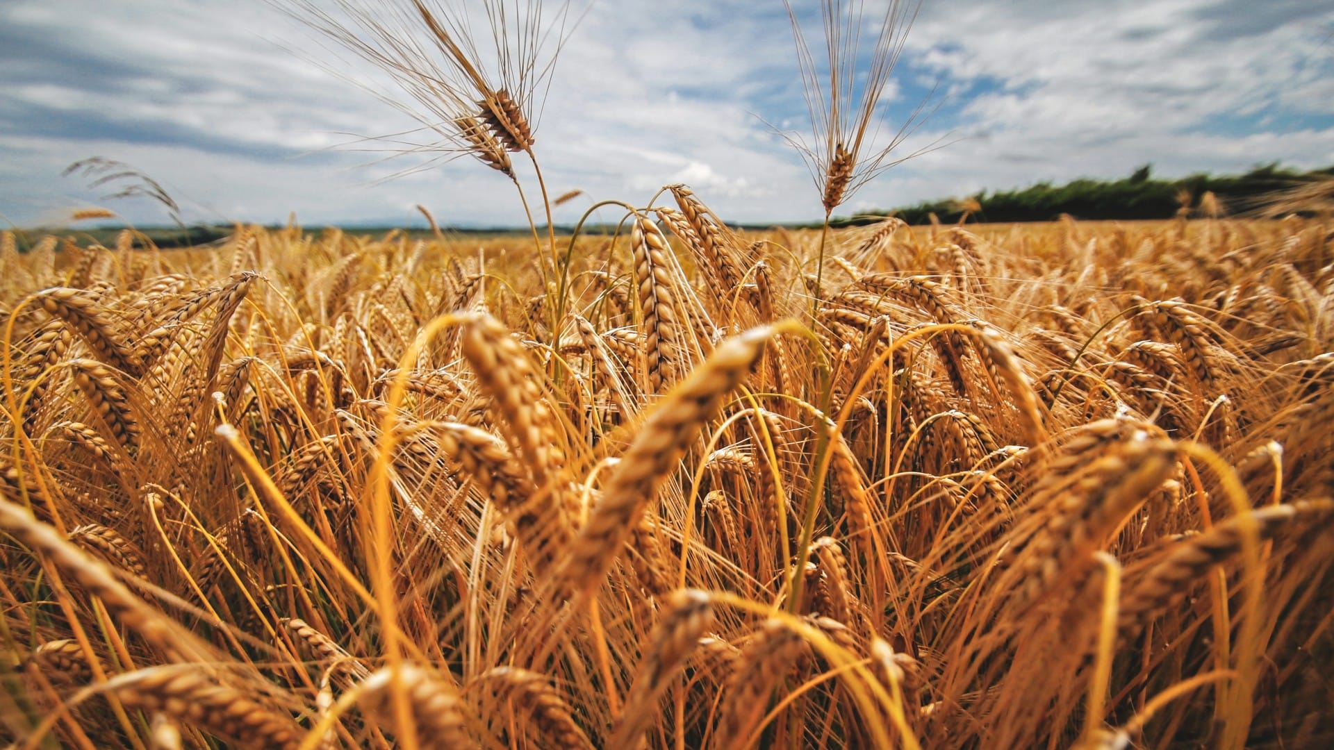 金黄色田野收麦子唯美背景图片壁纸