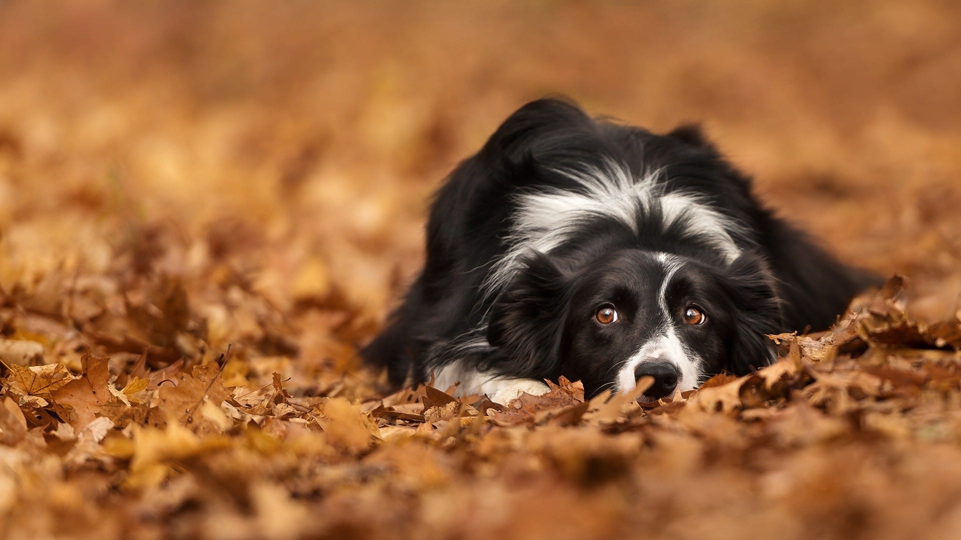 秋天落叶中玩耍的可爱狗狗
