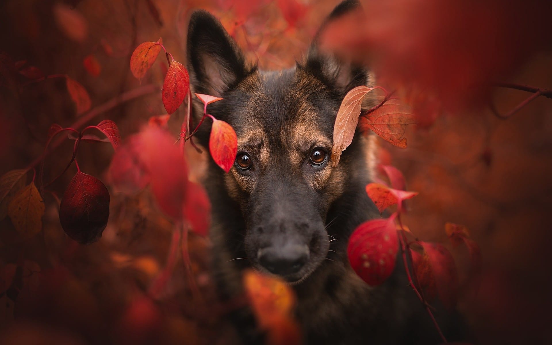 秋天落叶中玩耍的可爱狗狗