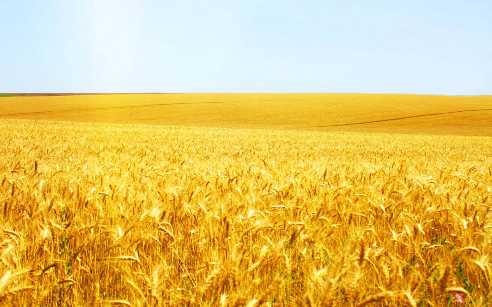 金黄色的麦田唯美风景图片壁纸