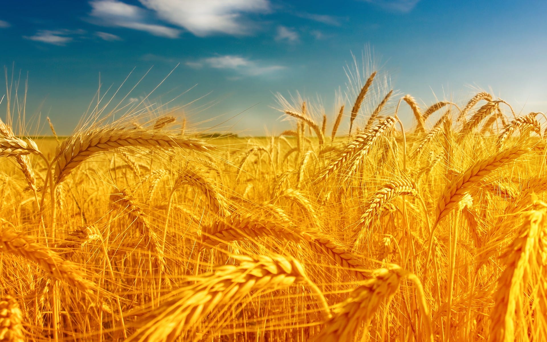 金黄色的小麦唯美风景图片壁纸