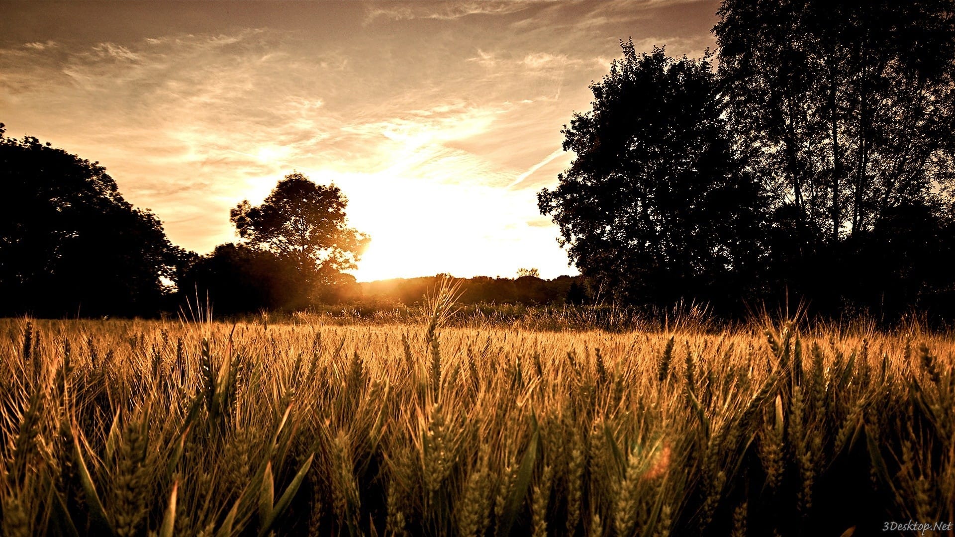金黄色的小麦唯美风景图片壁纸
