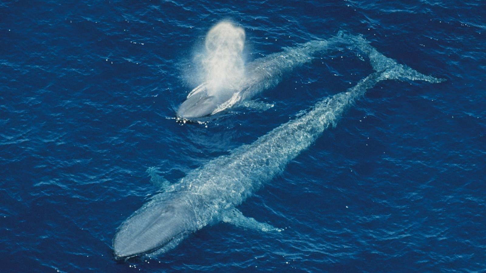 深海巨兽鲸鱼漫游在无边无际的海洋