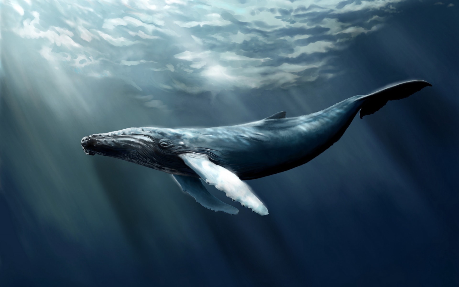 深海巨兽鲸鱼漫游在无边无际的海洋