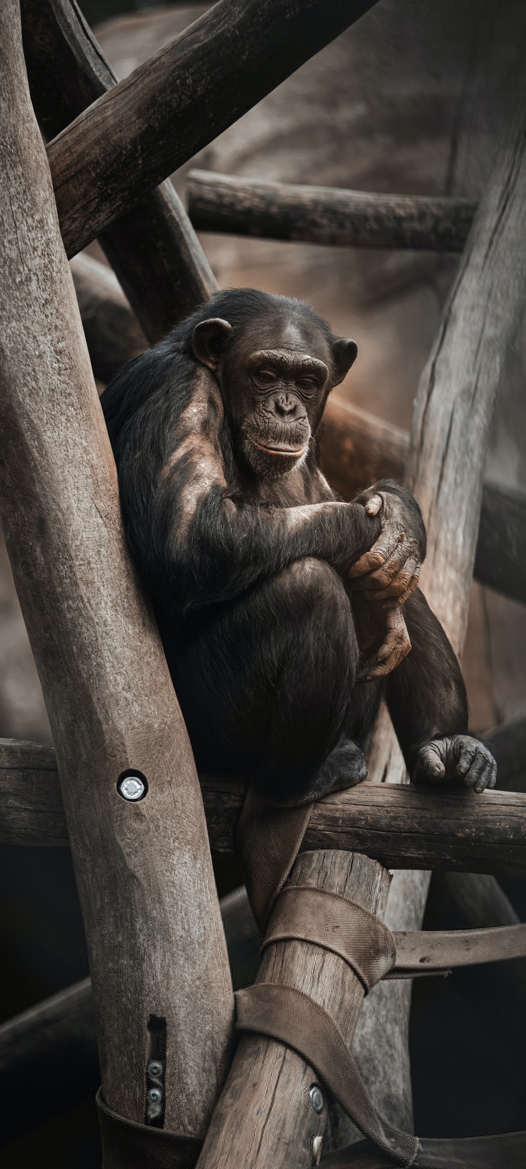 灵长类动物大猩猩沉默模样手机壁纸