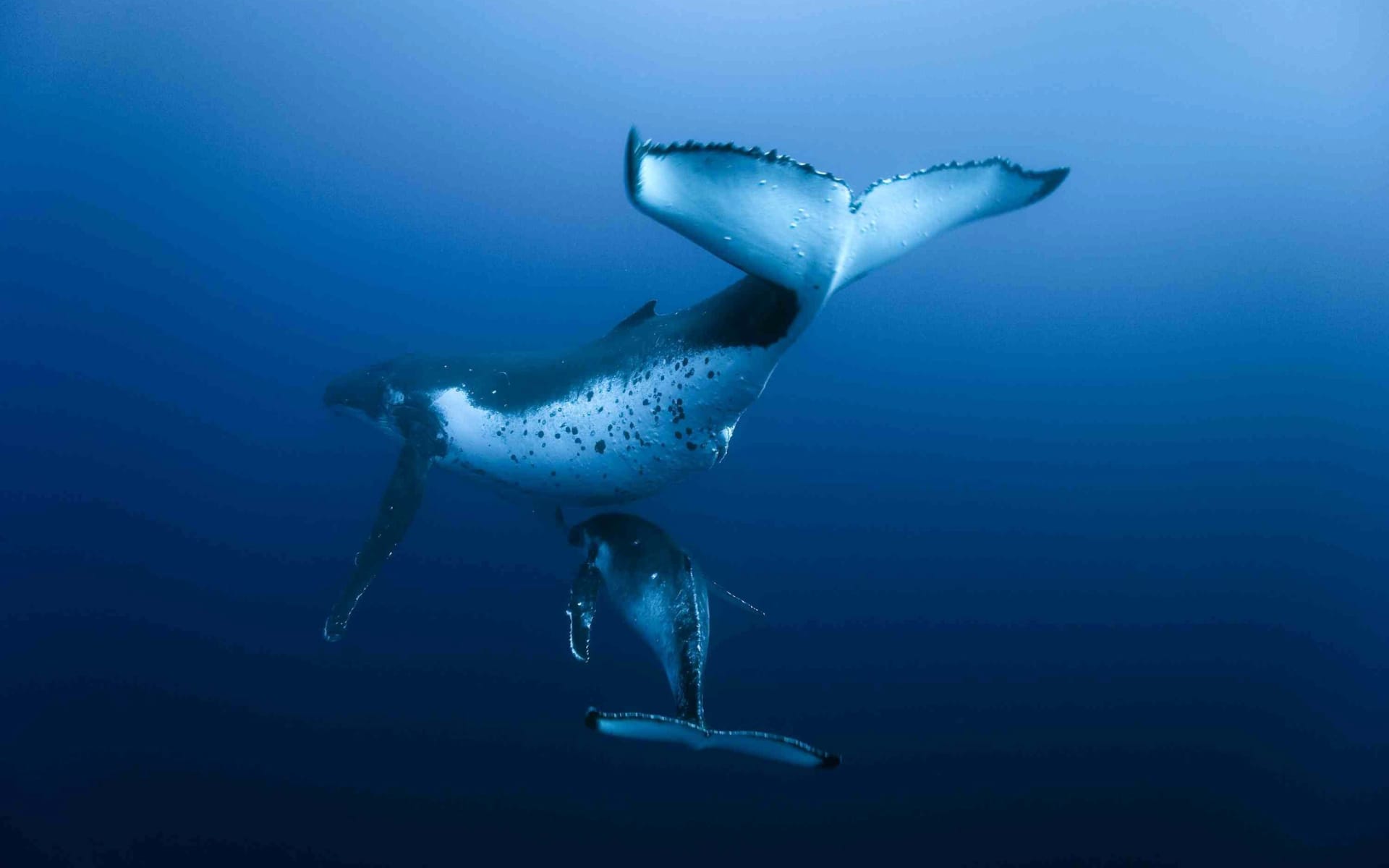 海洋巨兽鲸鱼跳跃出水面蔚蓝系列高清图片