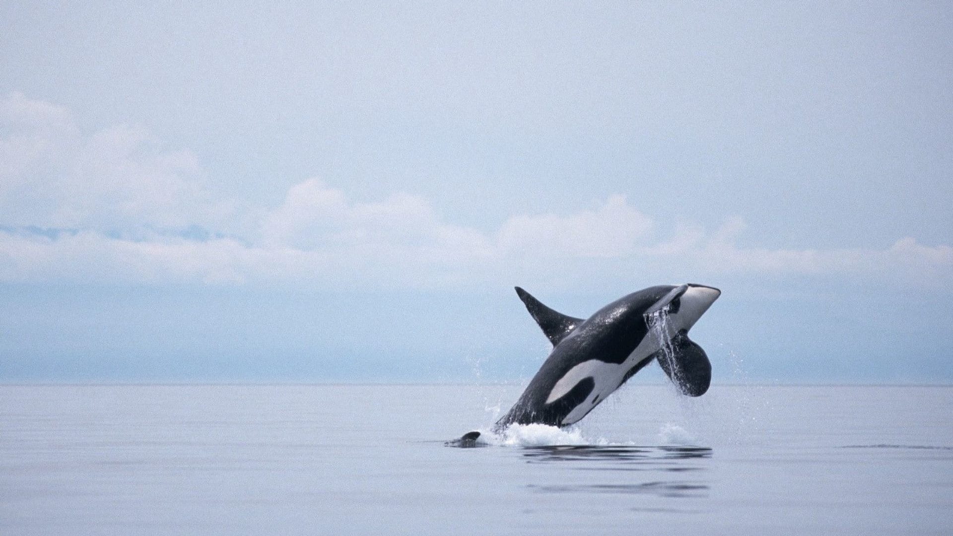 海洋巨兽鲸鱼跳跃出水面蔚蓝系列高清图片