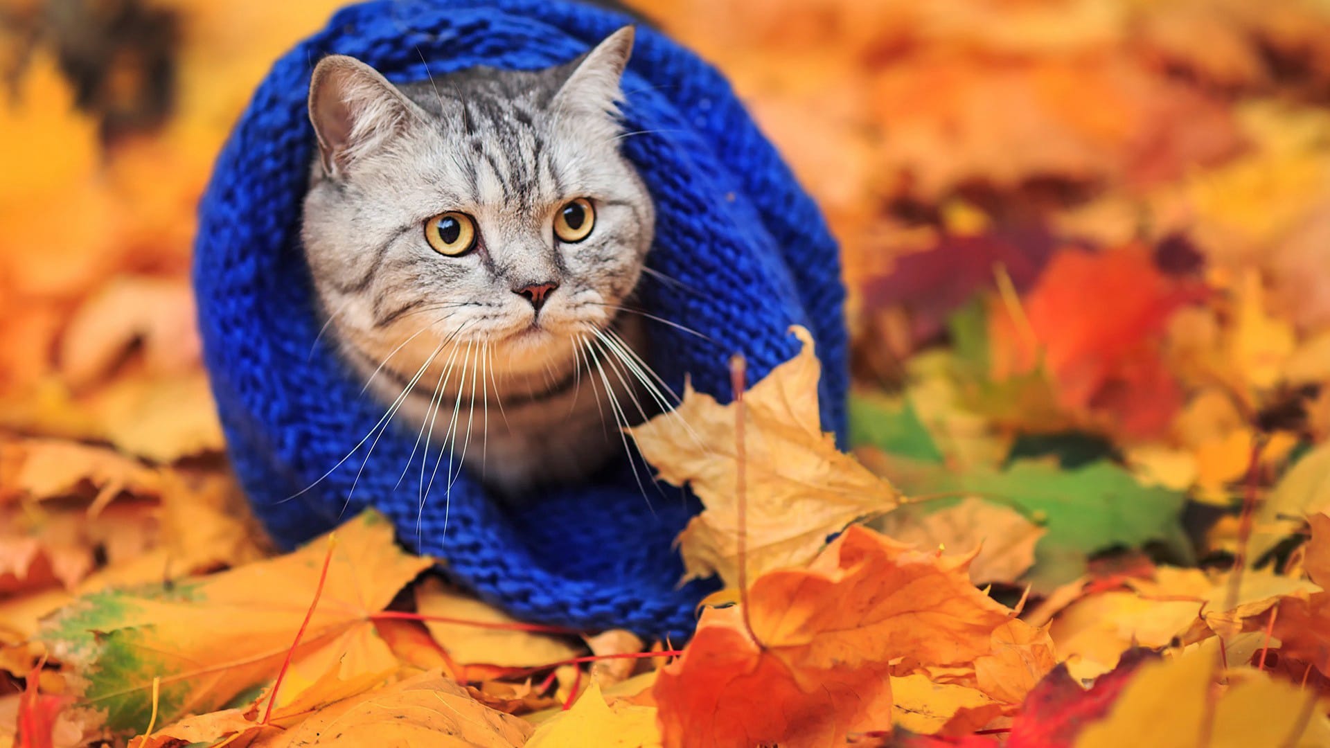 秋天落叶中的可爱小动物图片壁纸