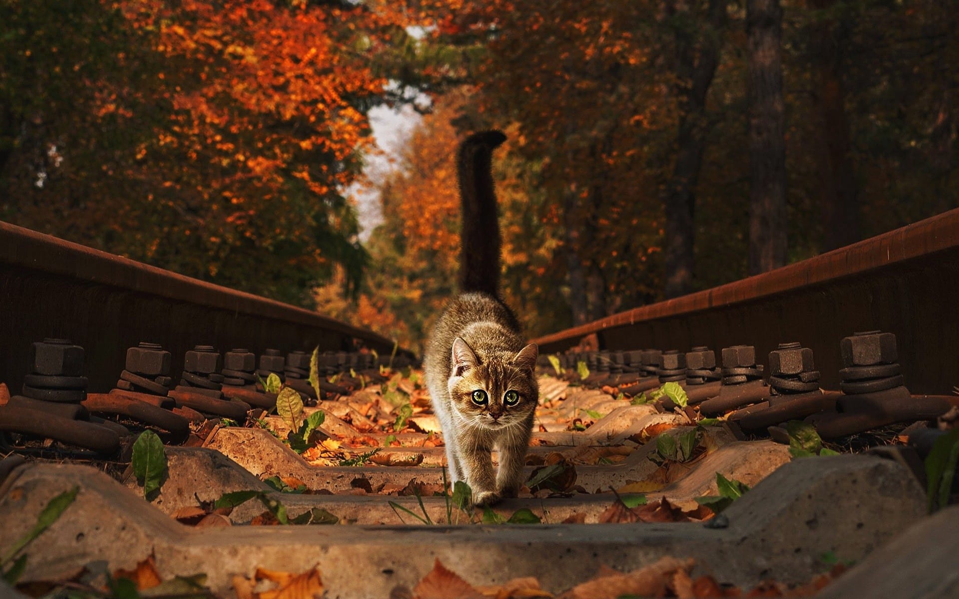 秋天落叶中的可爱小动物图片壁纸