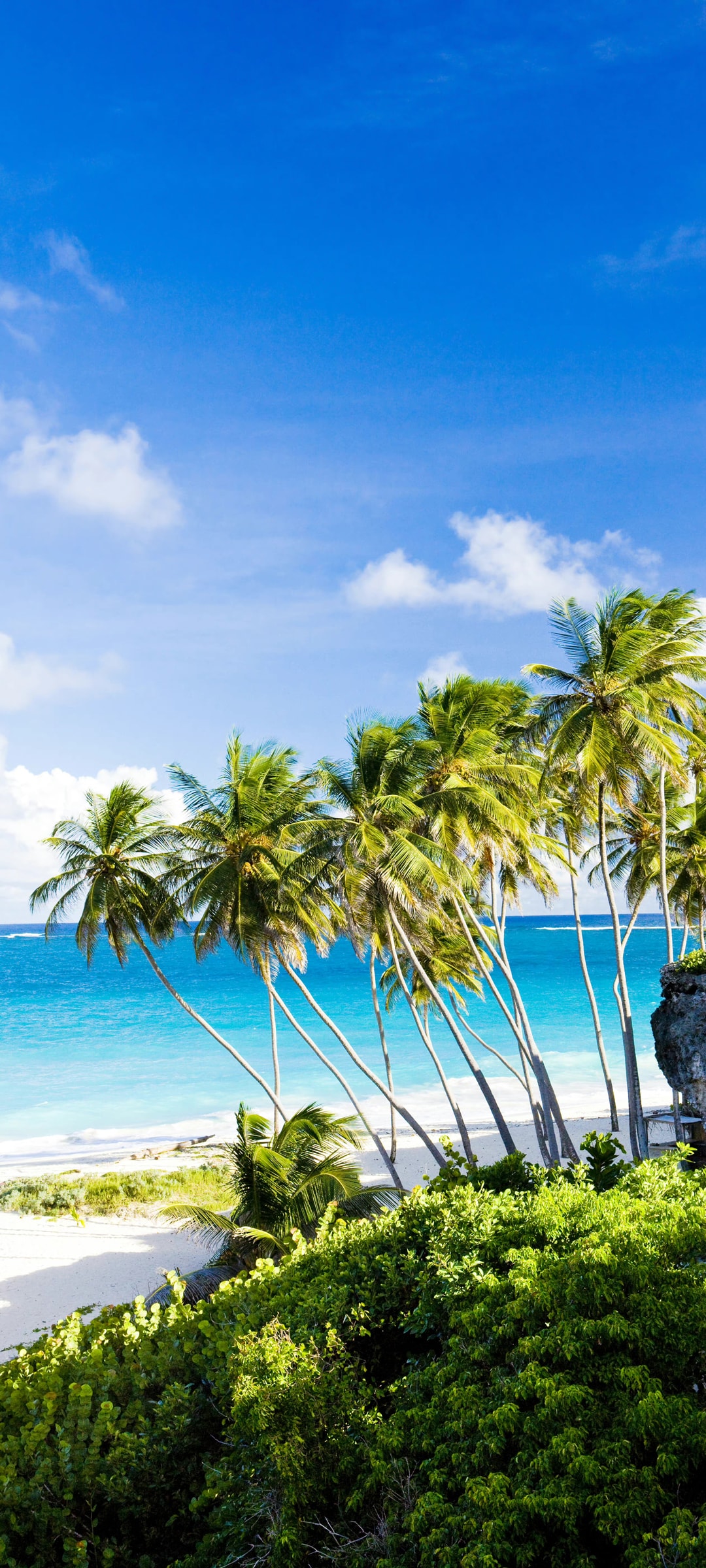 海边椰子树蓝色大海风景