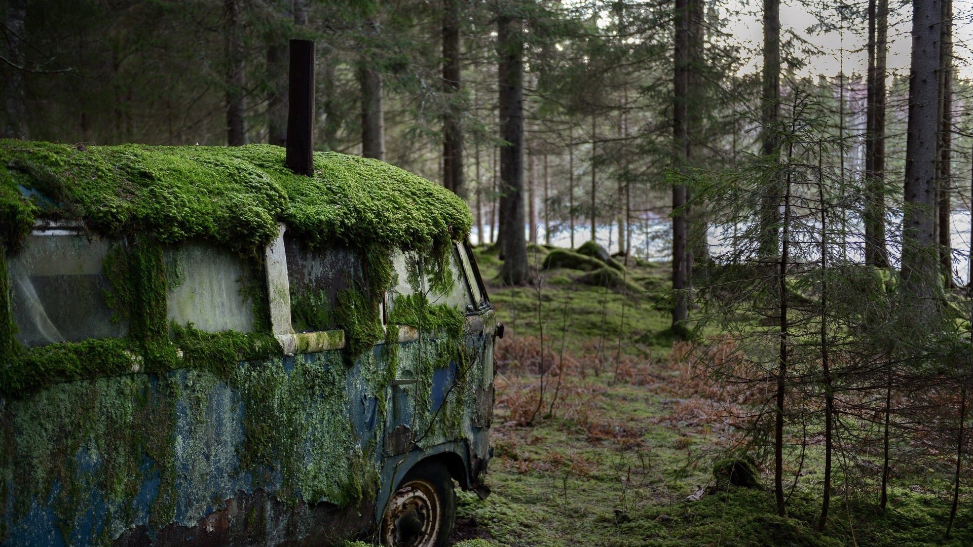 停放在树林中的报废汽车