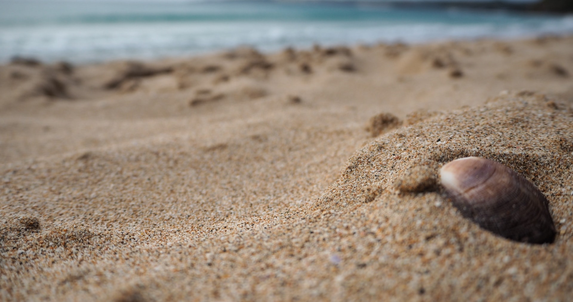 大海边沙滩上贝壳海星组成唯美风景