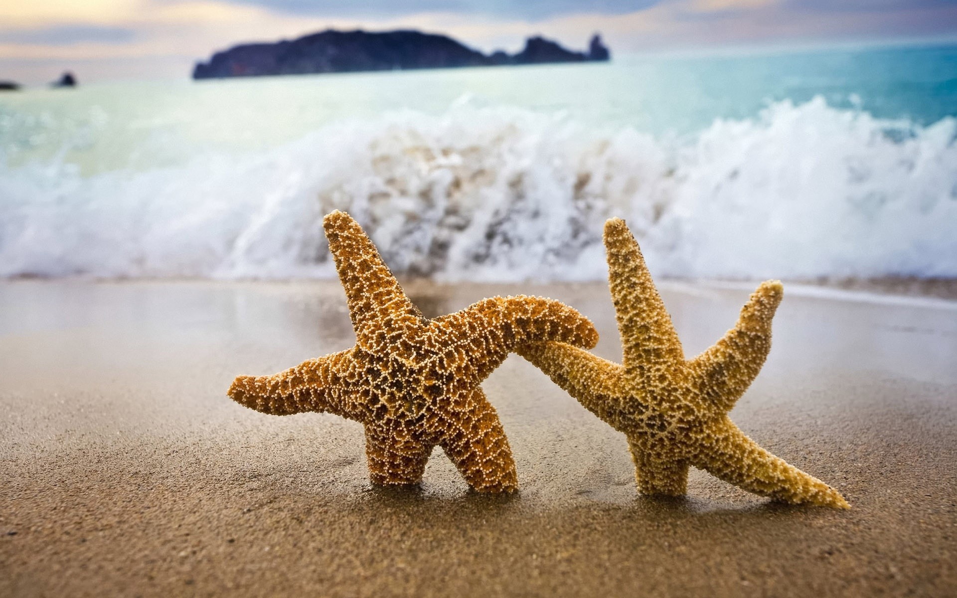 大海边沙滩上贝壳海星组成唯美风景