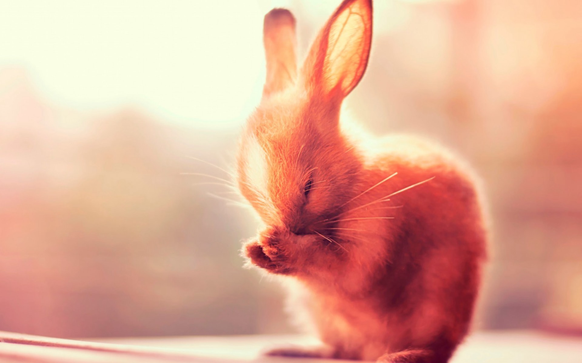 毛茸茸的小兔子软萌可爱温顺乖巧图片