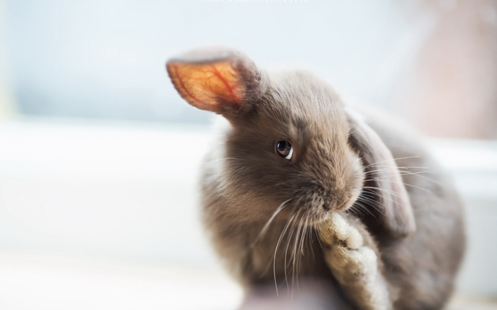 毛茸茸的小兔子软萌可爱温顺乖巧图片
