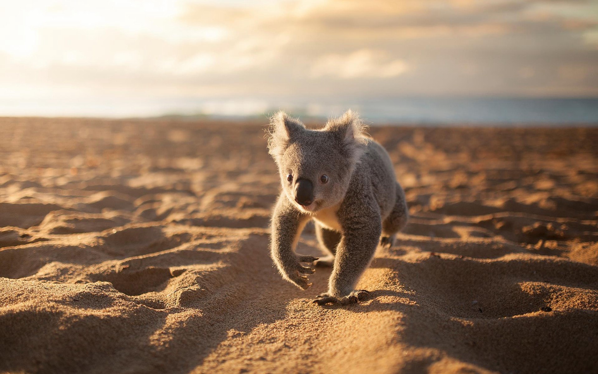 澳大利亚国宝树袋熊考拉萌态十足图片