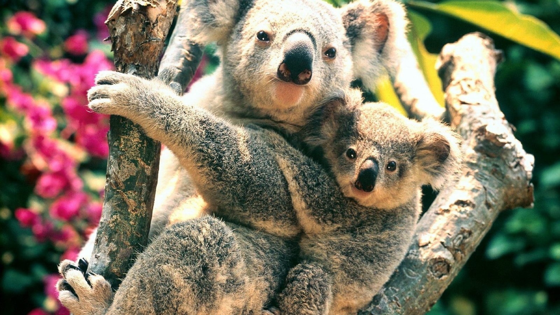 澳大利亚国宝树袋熊考拉萌态十足图片