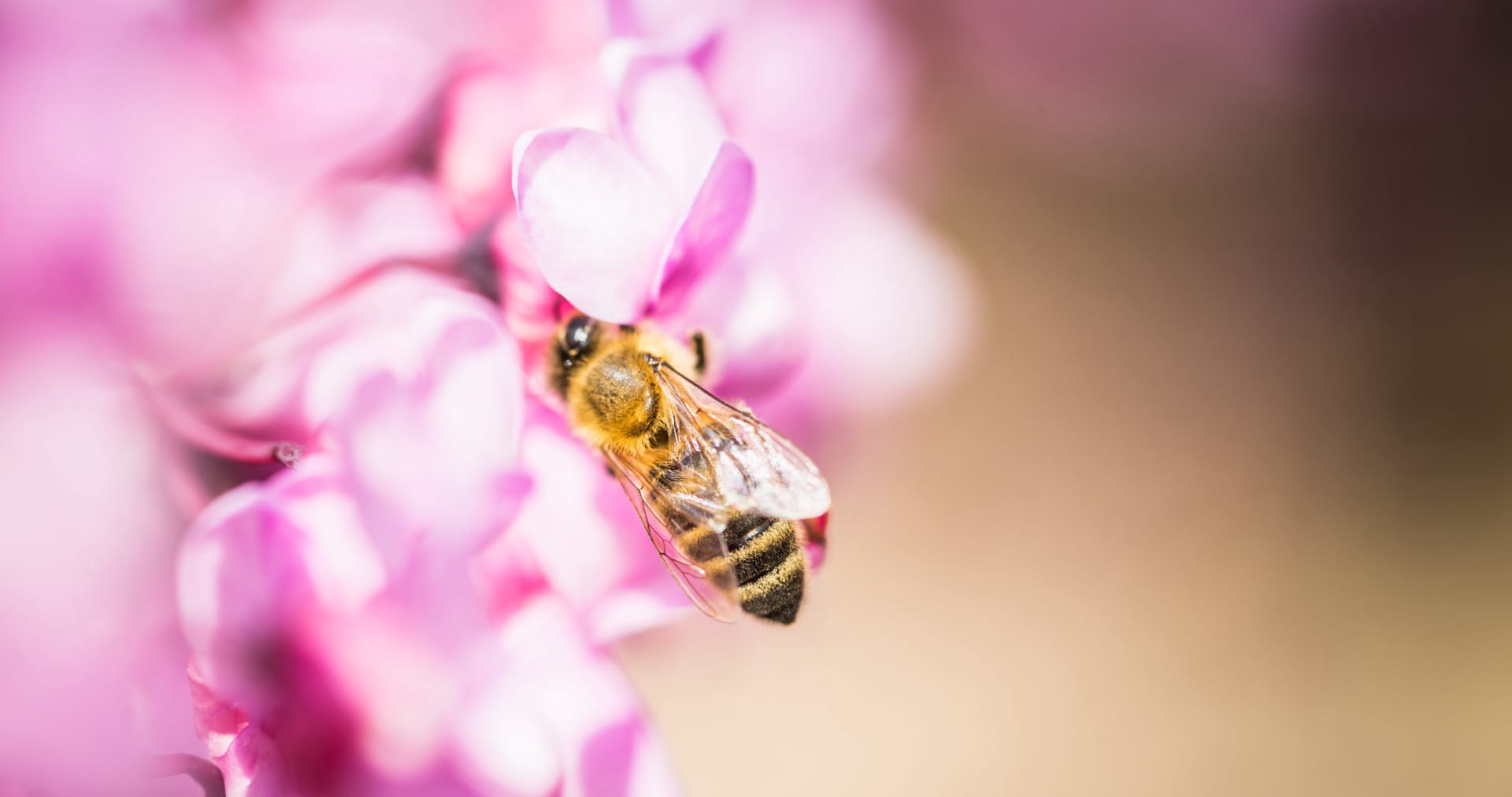 蝴蝶和蜜蜂花朵间停留嬉戏高清微距图片