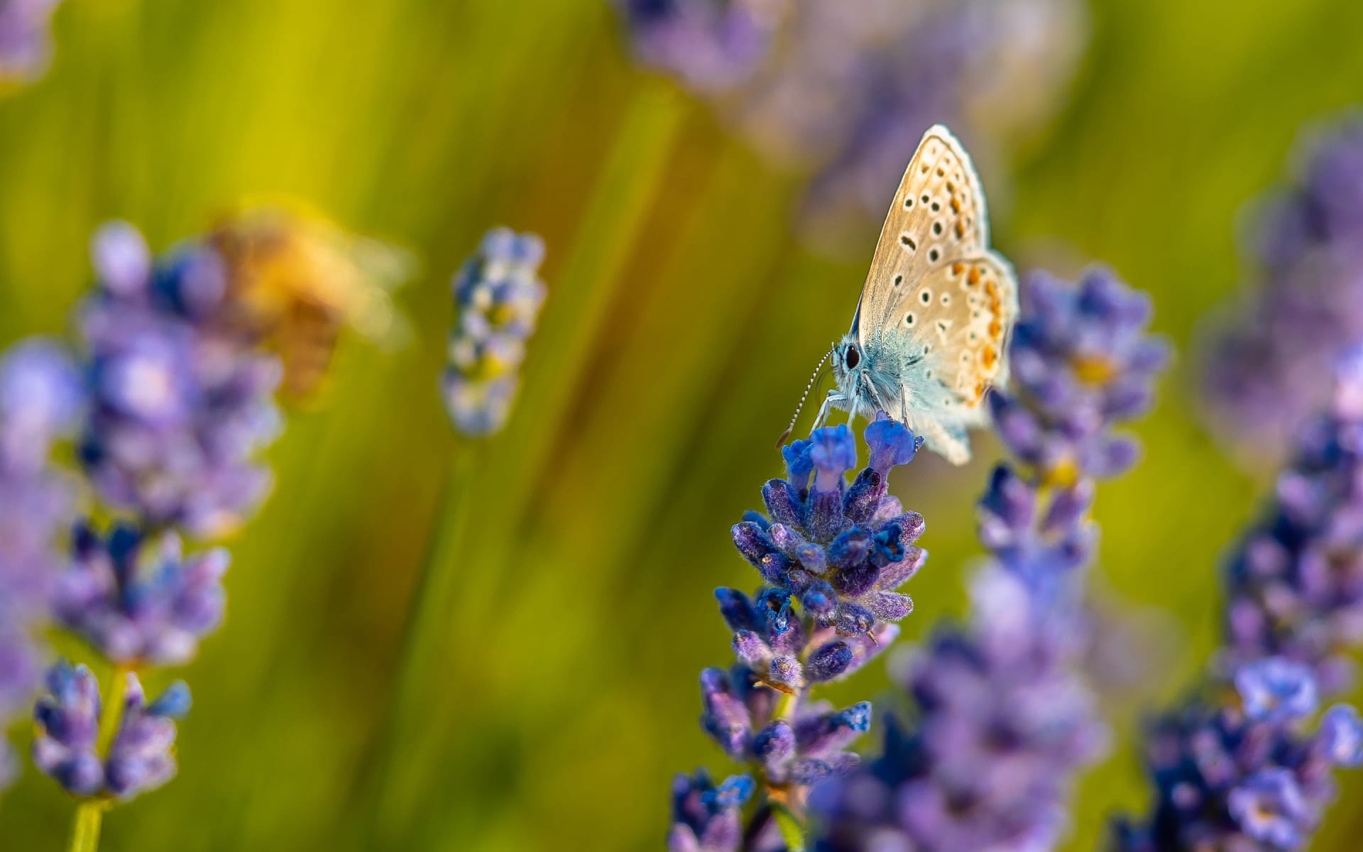 蝴蝶和蜜蜂花朵间停留嬉戏高清微距图片