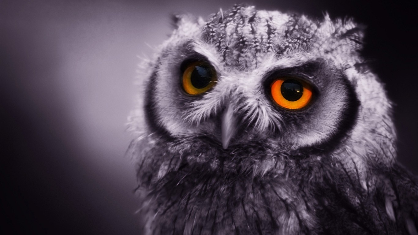 聚能环眼睛的猫头鹰