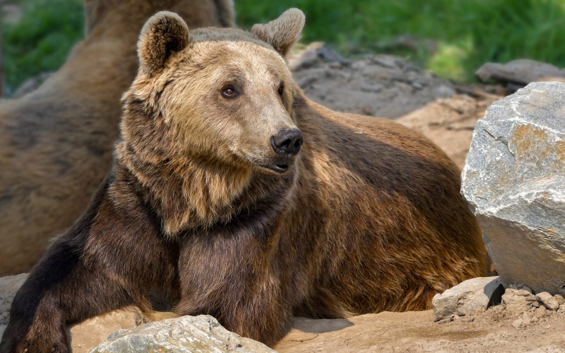 哺乳动物棕熊嘴露獠牙野外悠然自得图片