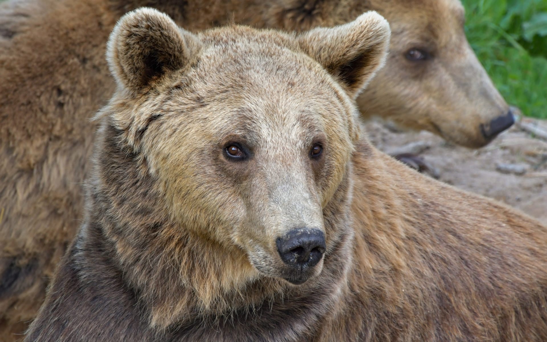 哺乳动物棕熊嘴露獠牙野外悠然自得图片