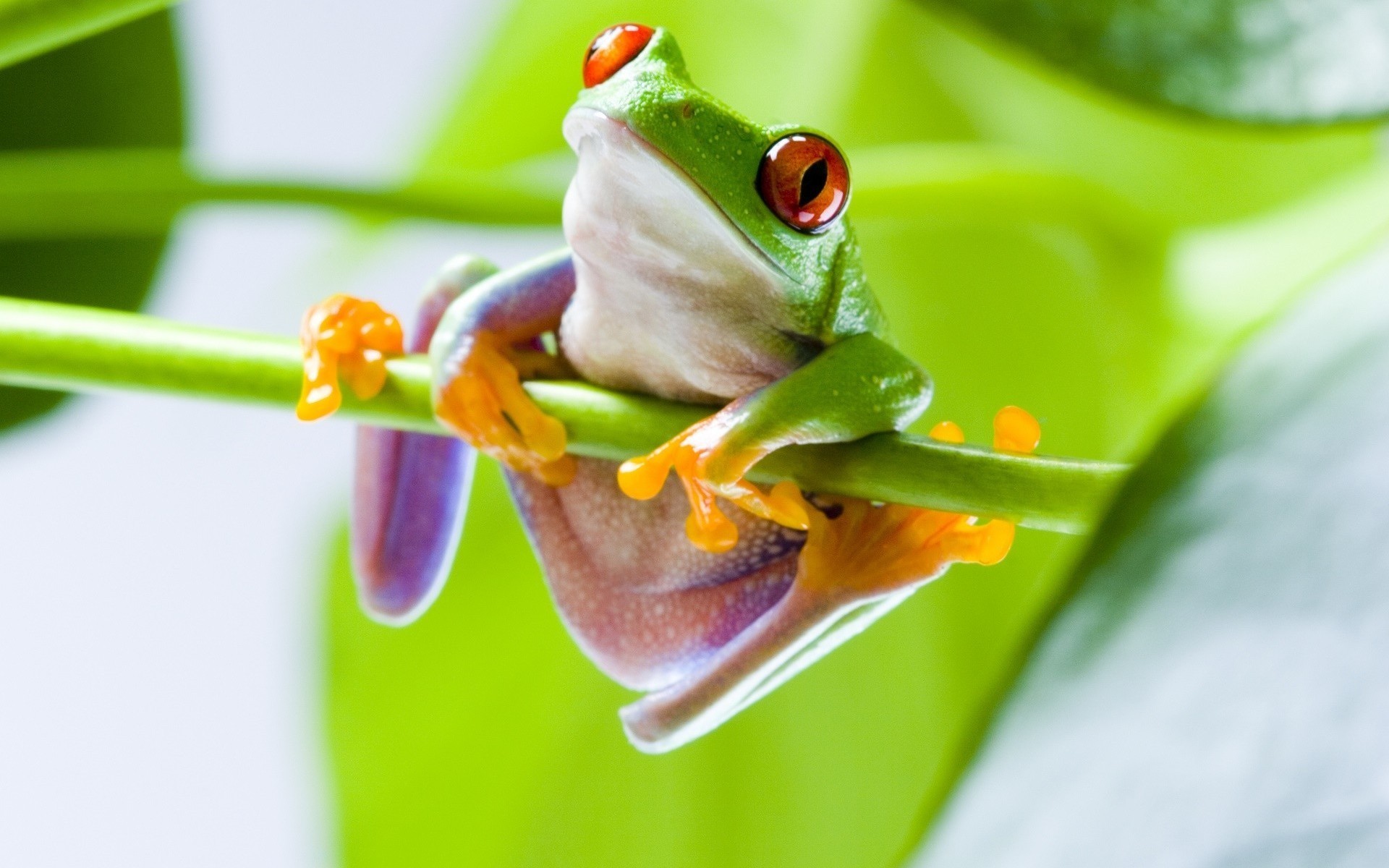 可爱的小青蛙趴在绿叶或枝头