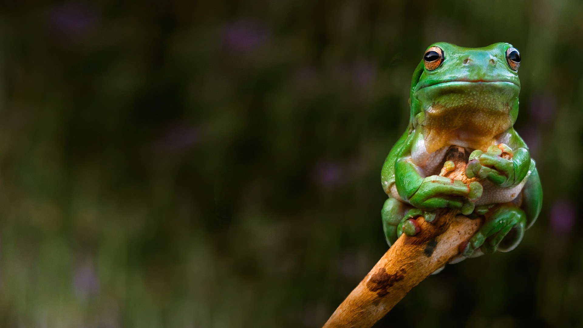 可爱的小青蛙趴在绿叶或枝头