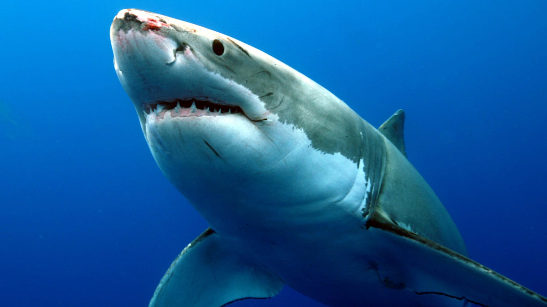 大海深处食物链顶端张大嘴巴的大鲨鱼