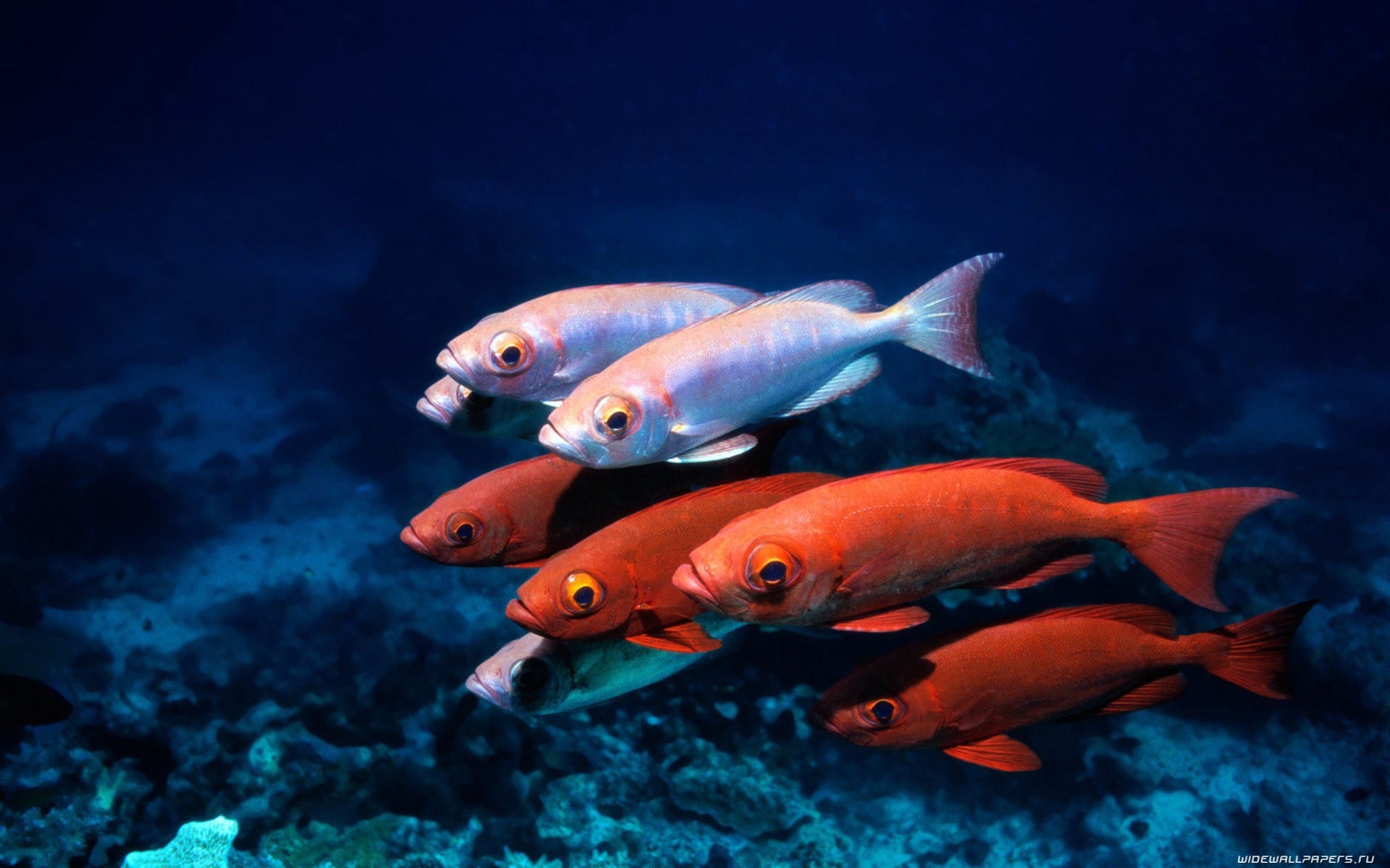海底世界中各种品种的鱼类