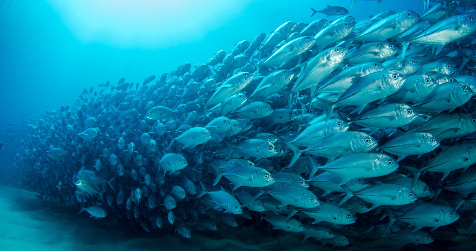 神秘海洋美丽的海底世界各色鱼类壁纸