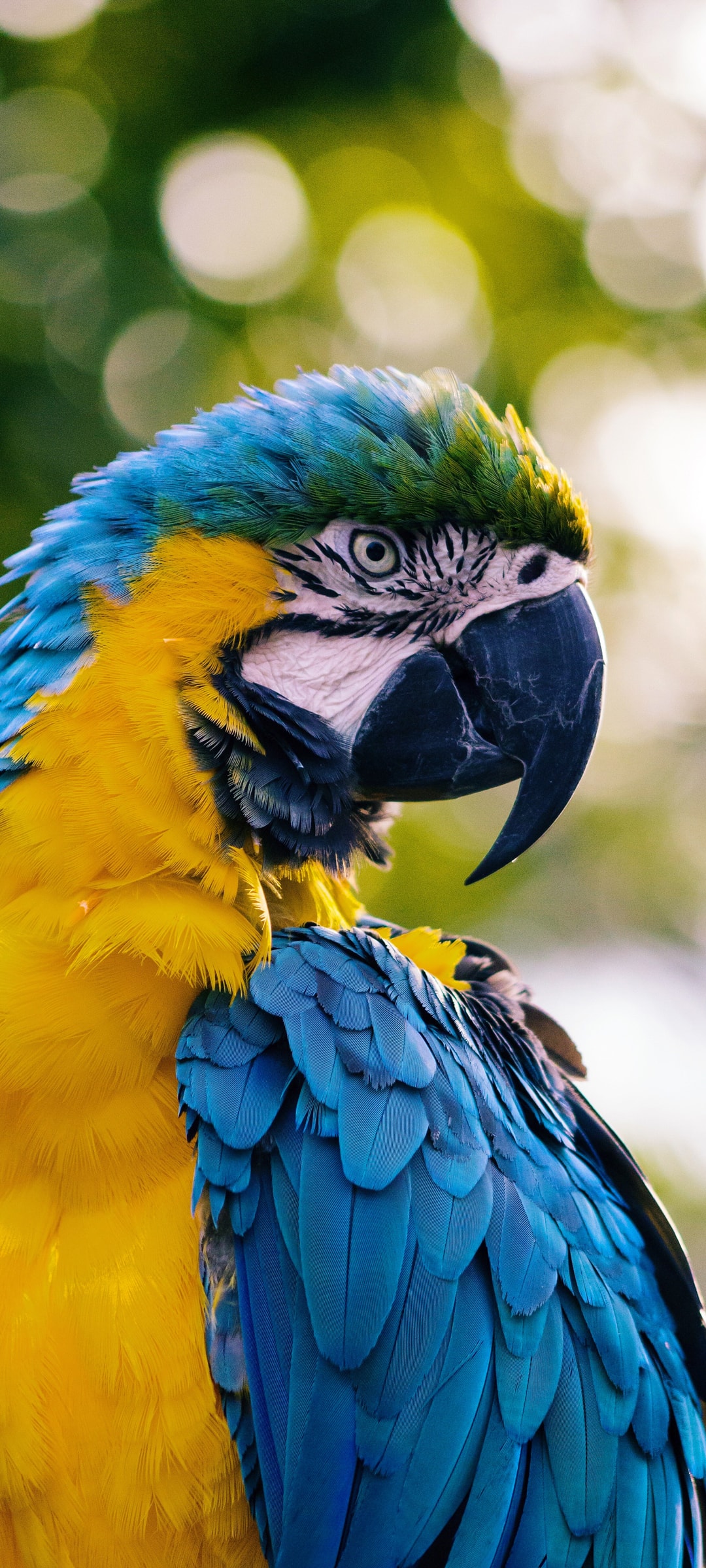 羽色艳丽的鹦鹉鸟喙强劲有力手机图片