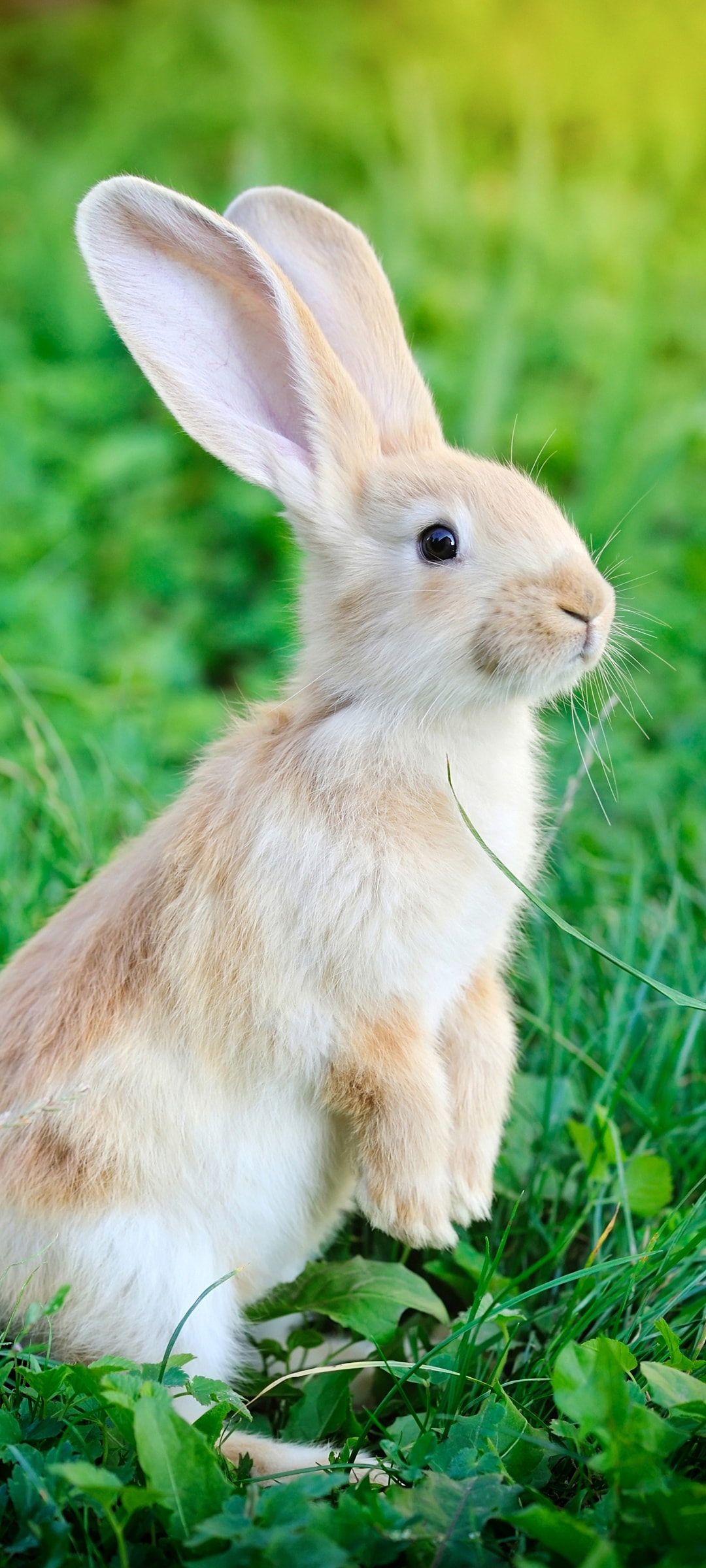 绿草地上的长耳朵小兔子手机壁纸