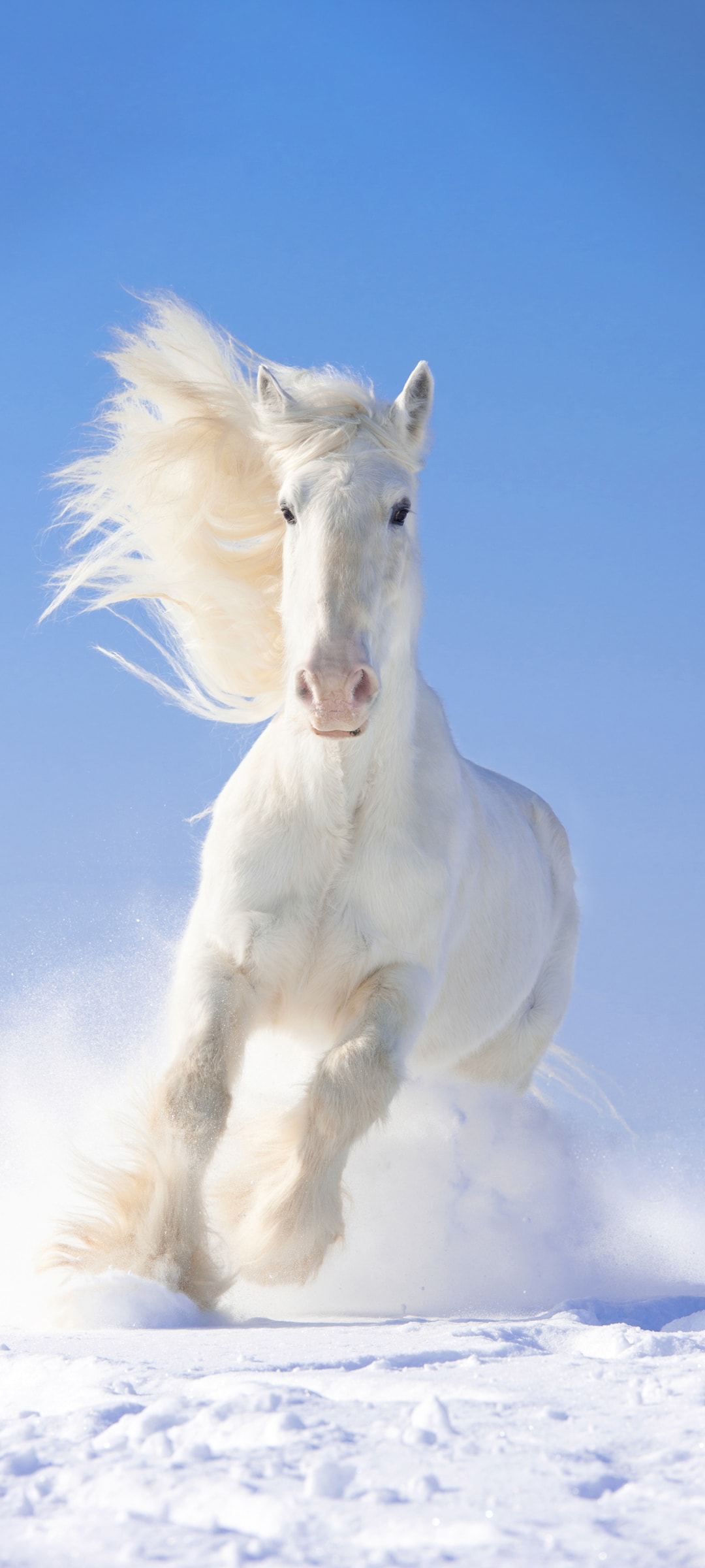 雪地上奔跑的白色骏马身姿飞扬高清手机壁纸