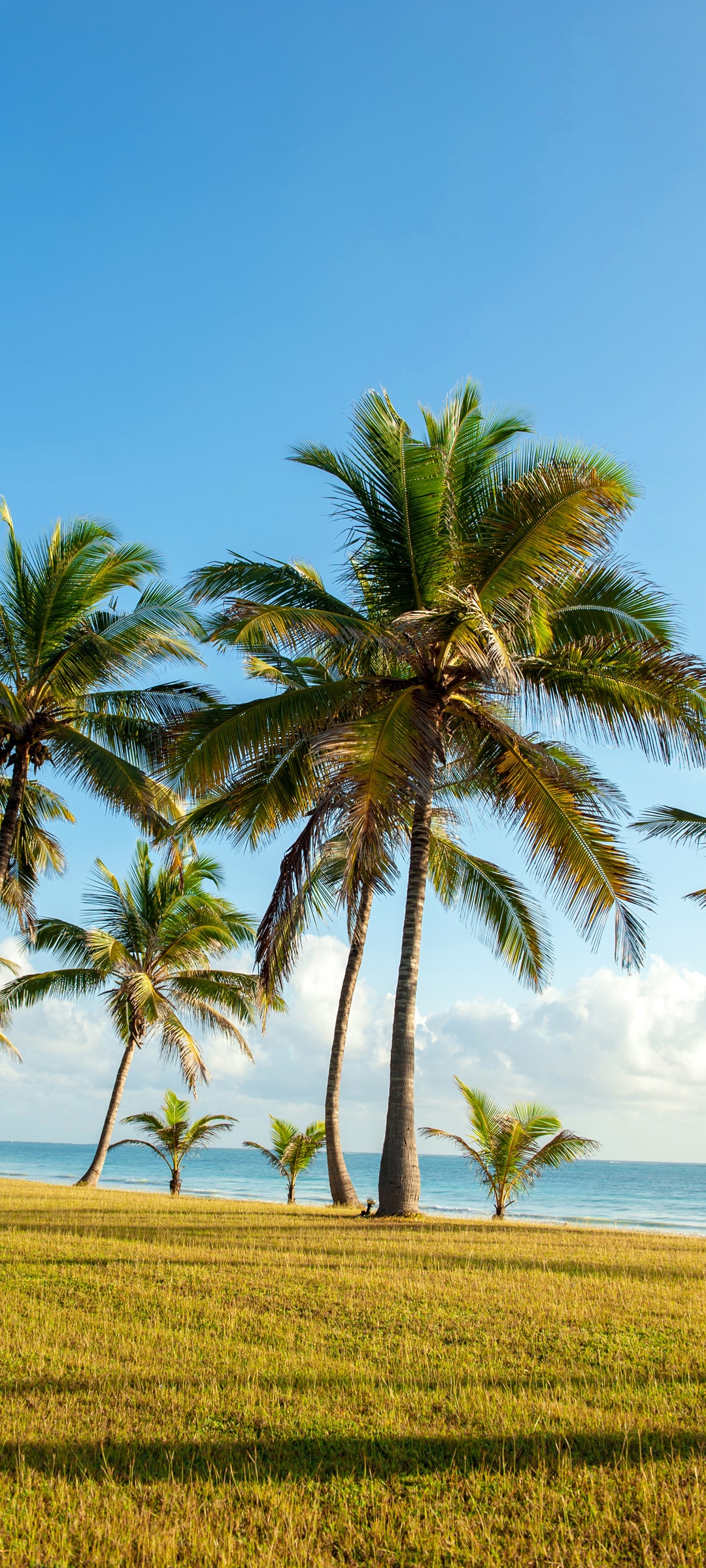 海岛沙滩上的椰子树绝美自然风光