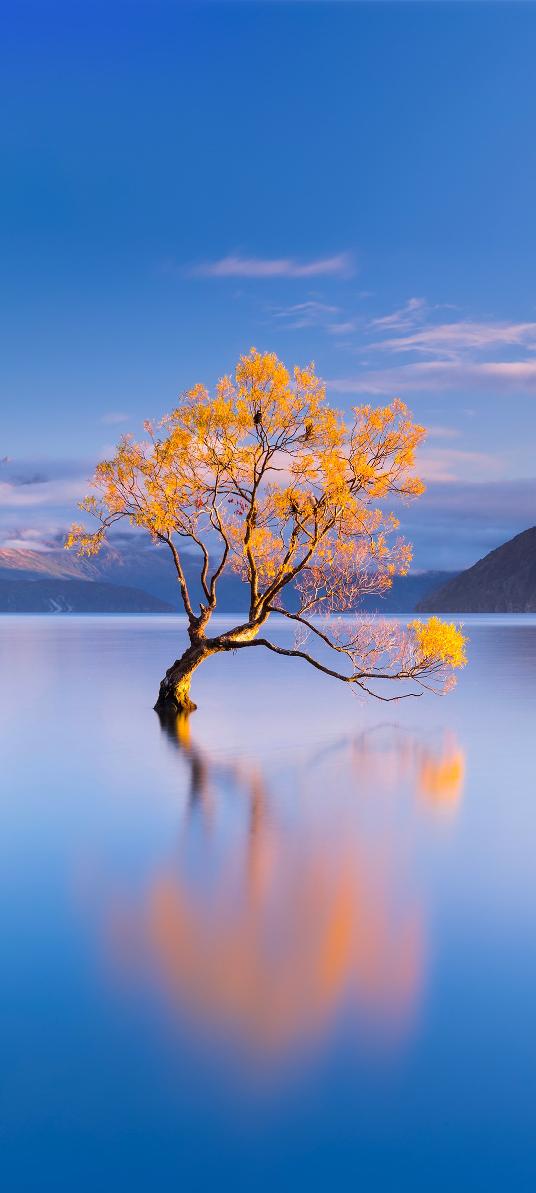 湖中的树一棵树内置风景手机壁纸